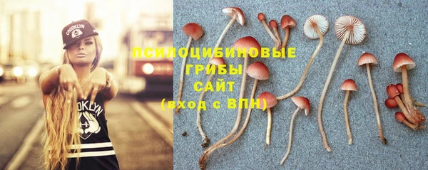 гашик Новозыбков